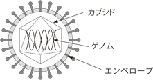 EBX̍זE\